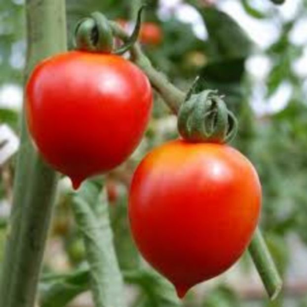 tomate principe borghese