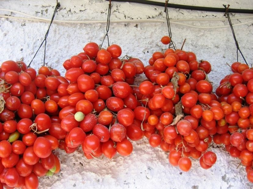 tomate principe borghese1