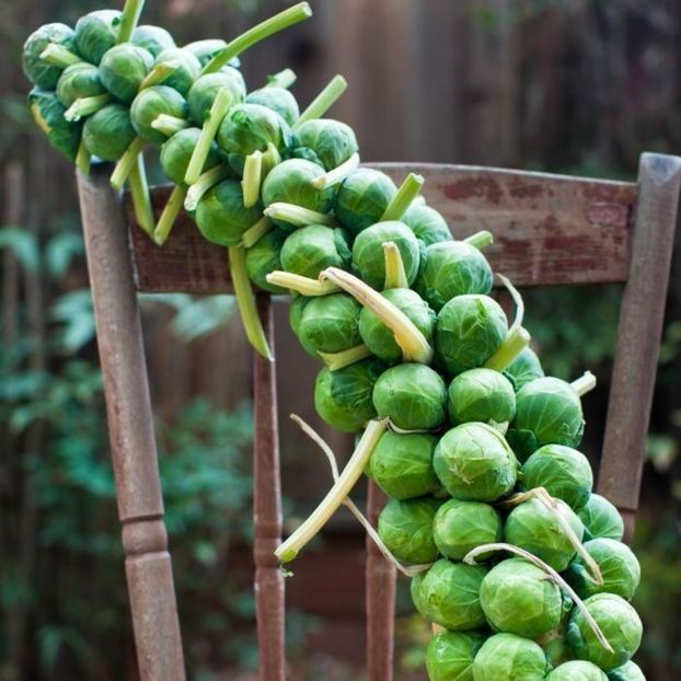 Varza de Bruxelles verde Groniger0