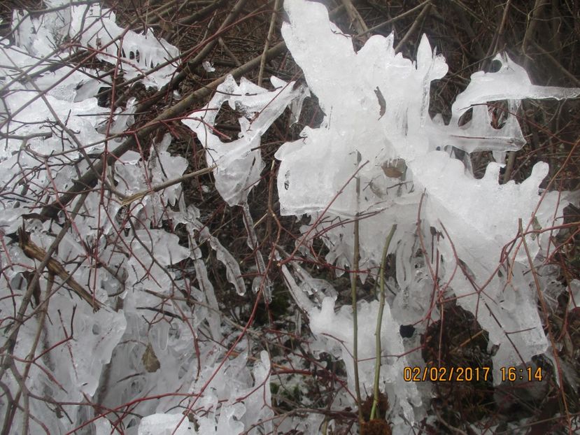  - Valea Sohodolului februarie 2017