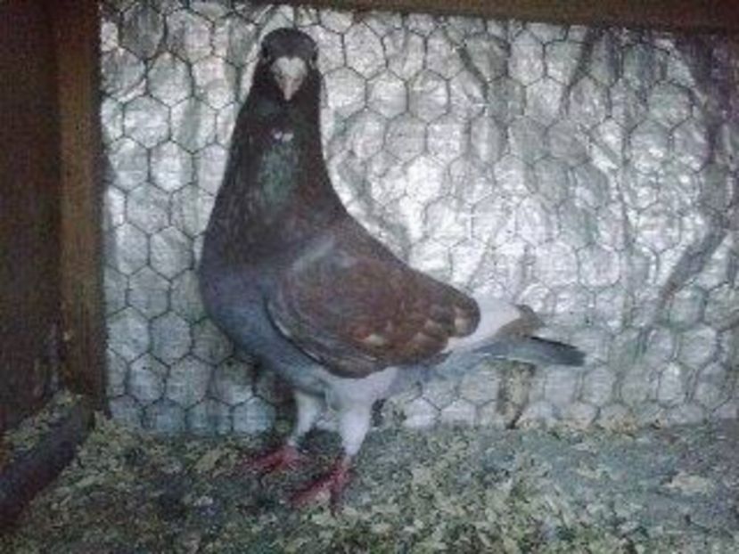  - Meulemans de vanzare