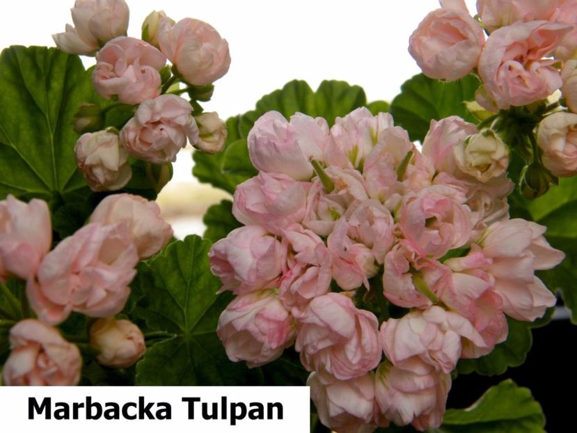 Marbacka Tulpan  *