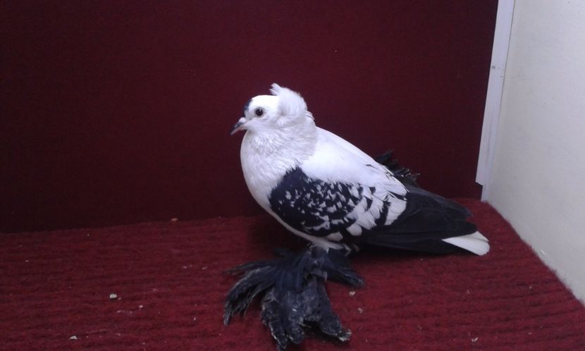 01. Mascul EE RO 16 2006