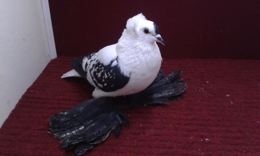 02. Mascul EE RO 16 2006