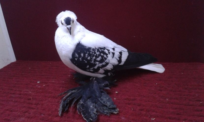 04. Mascul EE RO 16 2006