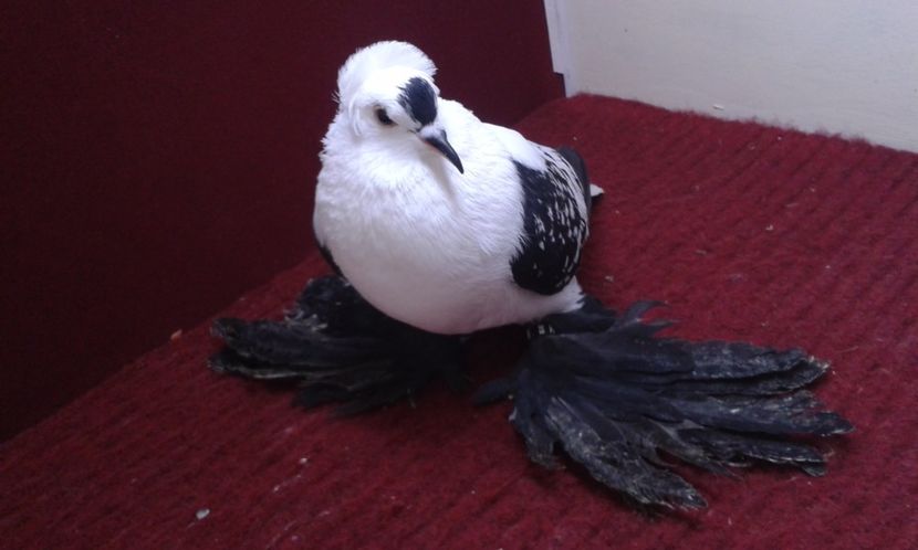 05. Mascul EE RO 16 2006