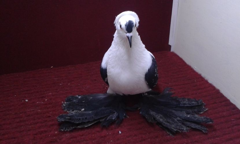 06. Mascul EE RO 16 2006