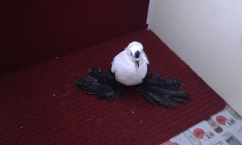 07. Mascul EE RO 16 2006