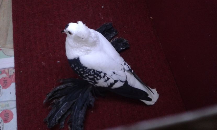 08. Mascul EE RO 16 2006