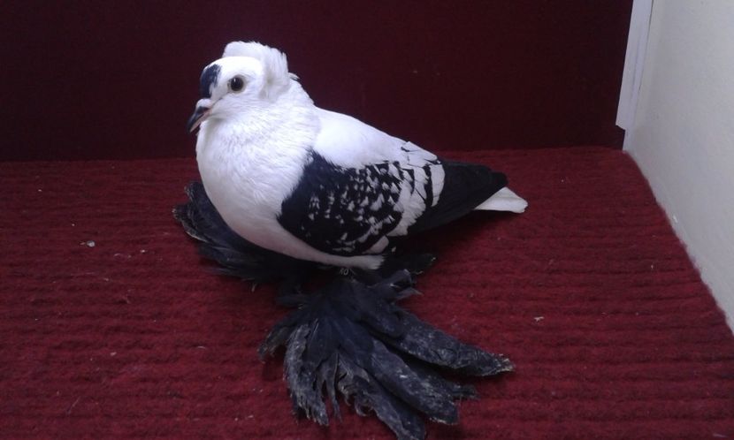 09. Mascul EE RO 16 2006