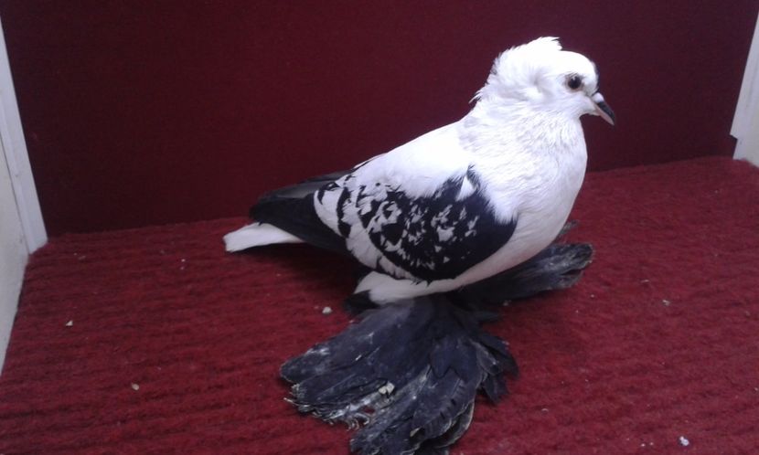 10. Mascul EE RO 16 2006