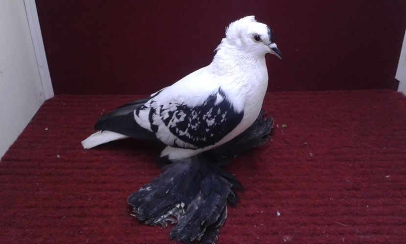 11. Mascul EE RO 16 2006