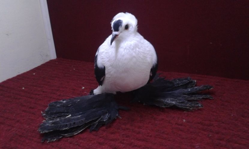 12. Mascul EE RO 16 2006