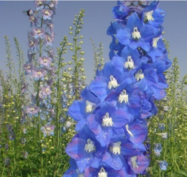 Delphinium albastru - ACASA -OFERTA-SEMINTE-MIX- DE-FLORI