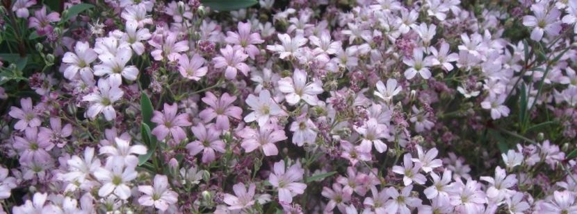 Gypsophila paniculata roz; Nr 13
