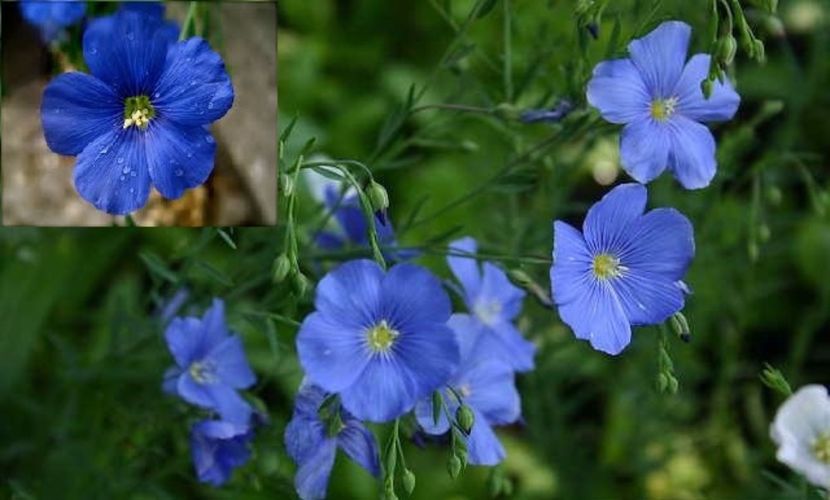 Linum perenne; NR 16
