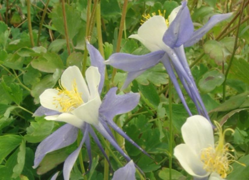 Aquilegia galben cu albastru; NR 21
