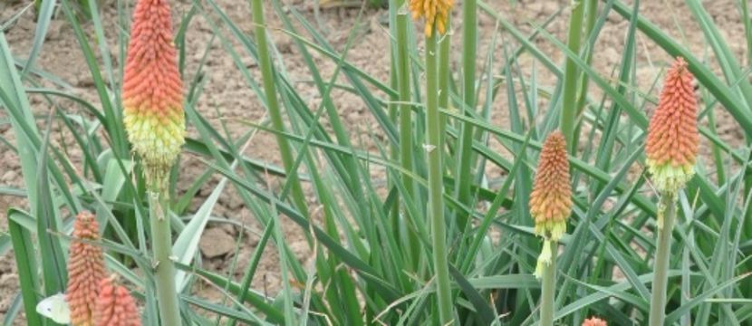 Kniphofia uvaria - ACASA -OFERTA-SEMINTE-MIX- DE-FLORI