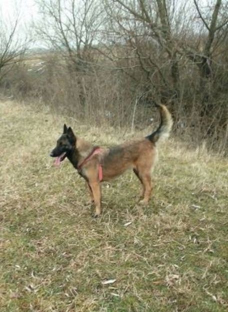  - Alfa ciobanesc belgian malinois