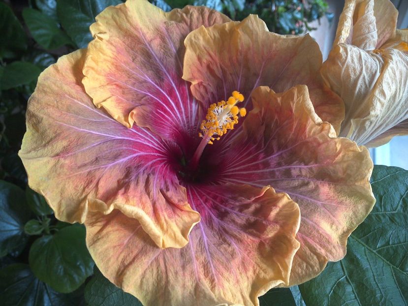 WIN_20170204_140216 - Jolanda Gommer