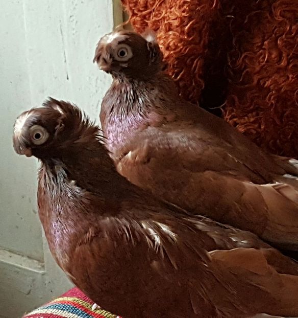 - jucatori de balti poze noi