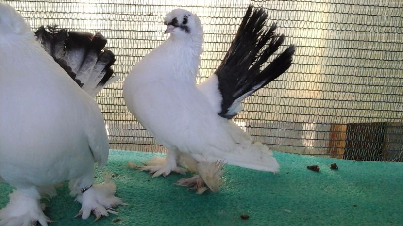 F 5302, 2016 - au fost VANDUTI