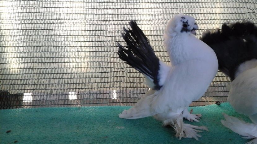 F 5302, 2016 - au fost VANDUTI