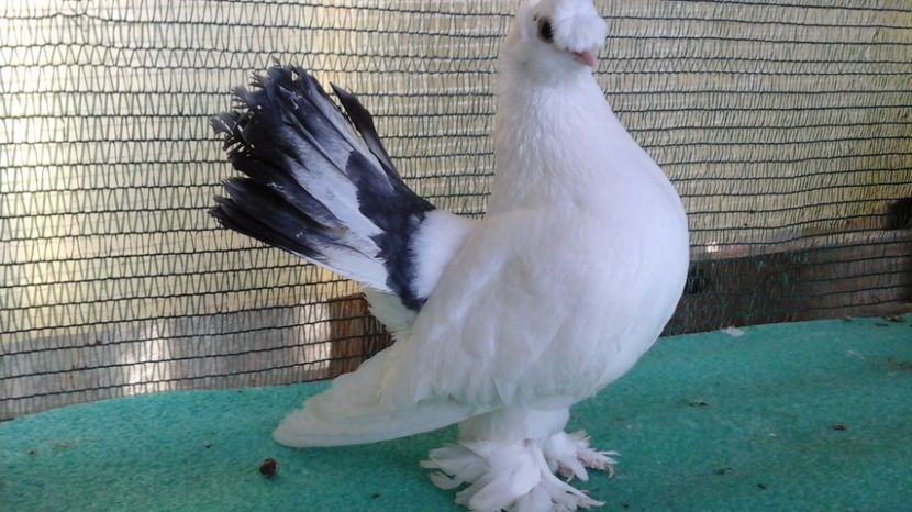 M 7455, 2016;  200 lei