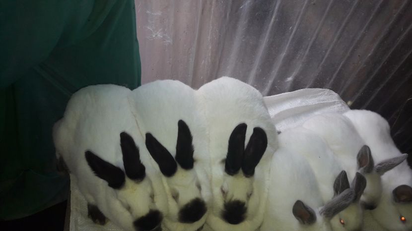 cu fetele  din cuibul anterior