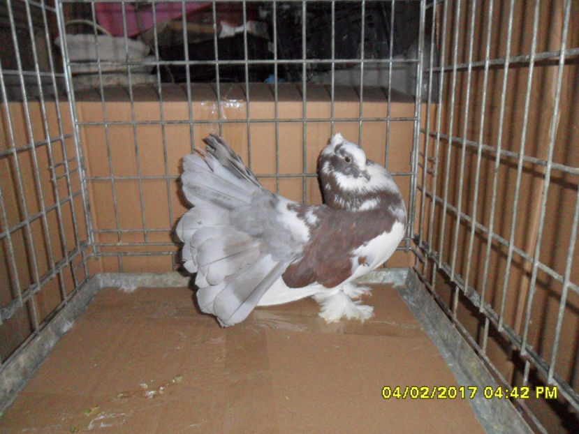 SAM_4980 - voltati indieni 2017