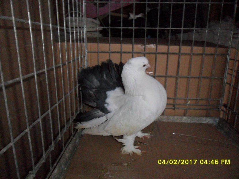 SAM_4985 - voltati indieni 2017