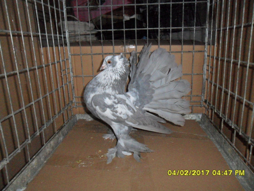 SAM_4987 - voltati indieni 2017