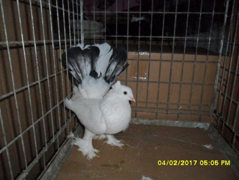 SAM_5025 - voltati indieni 2017