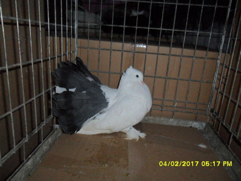 SAM_5051 - voltati indieni 2017