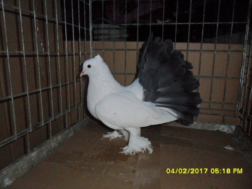 SAM_5056 - voltati indieni 2017