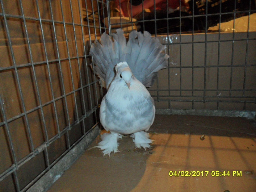 SAM_5090 - voltati indieni 2017