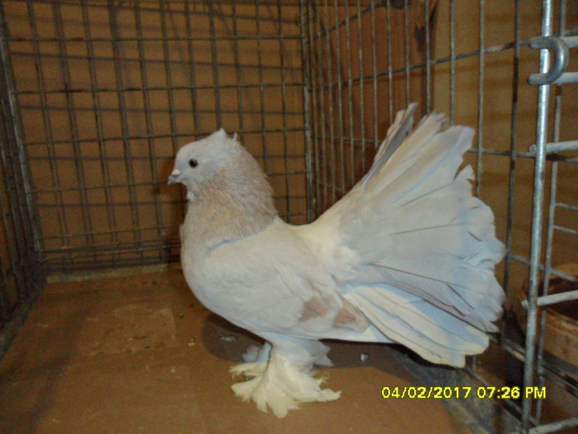 SAM_5149 - voltati indieni 2017