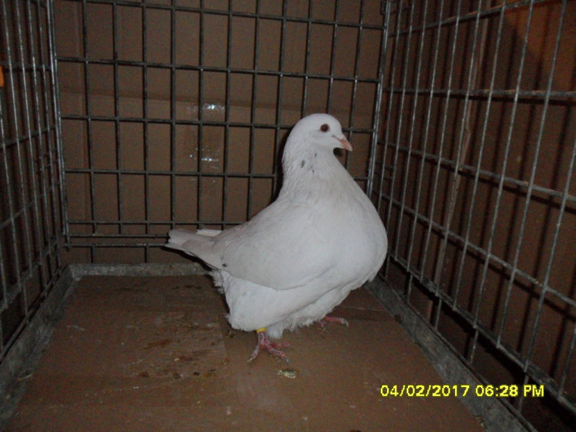 SAM_5144 - texani 2017