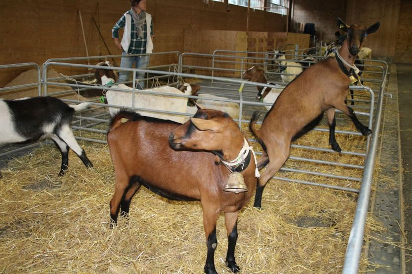 Alpinele la stand-0u87