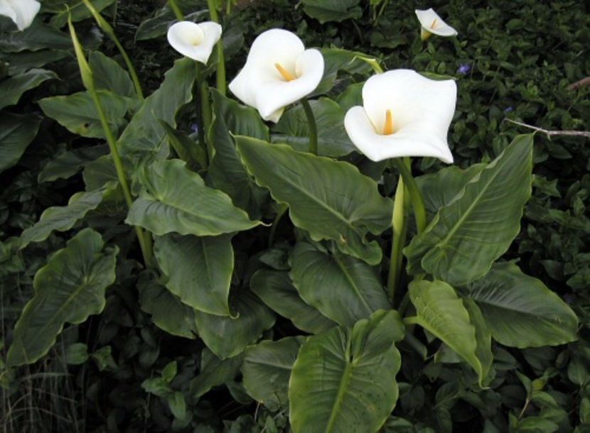 Zantedeschia_aethiopica2 - Caut cala aethiopica