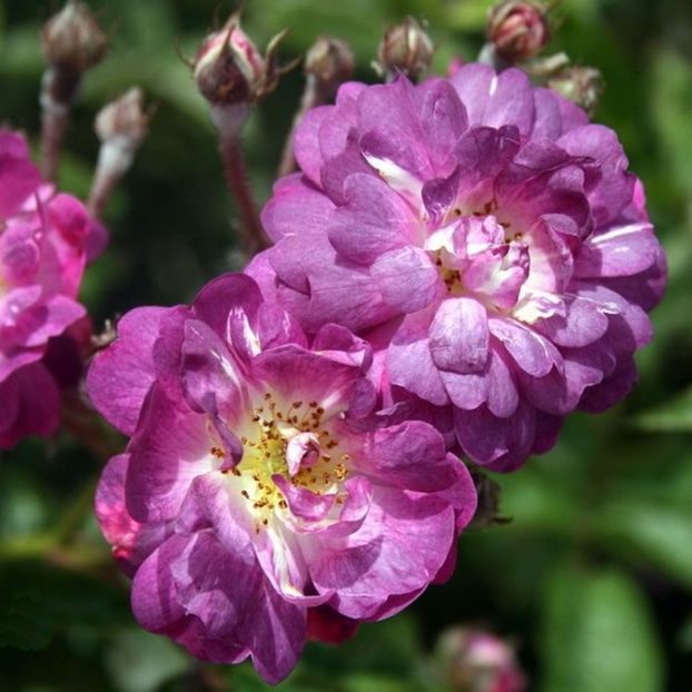 Rosa_Veilchenblau