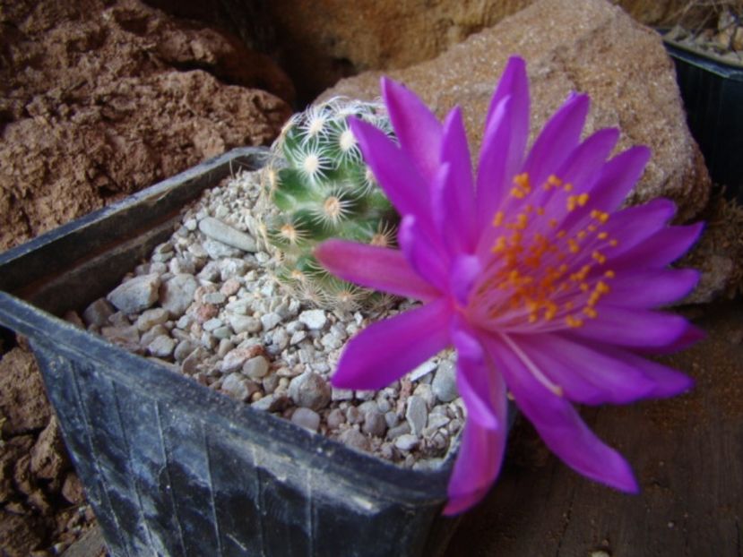 Mammillaria haudeana - Mammillaria