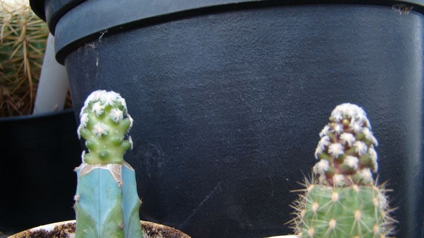 Mammillaria theresae,