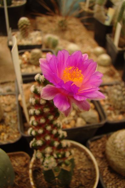 Mammillaria theresae