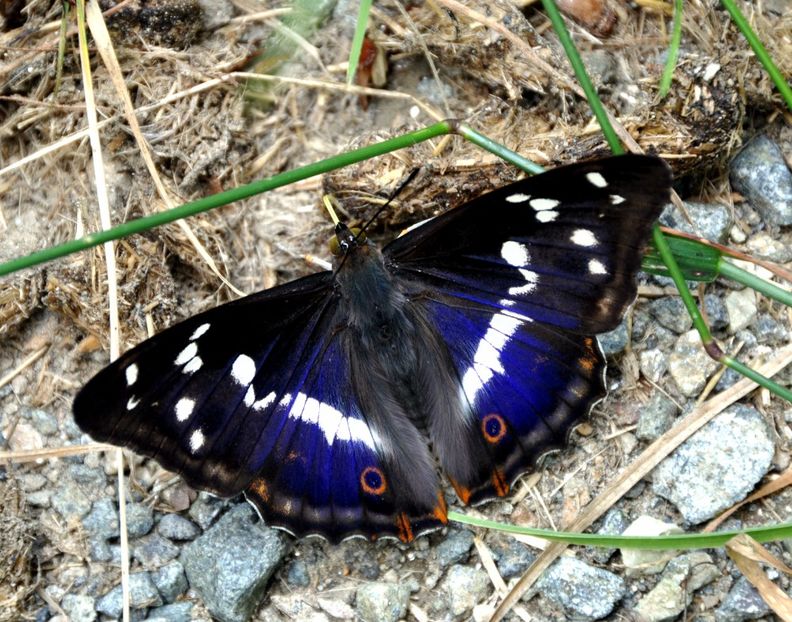 Apatura iris (Fluturele cu irizatii)