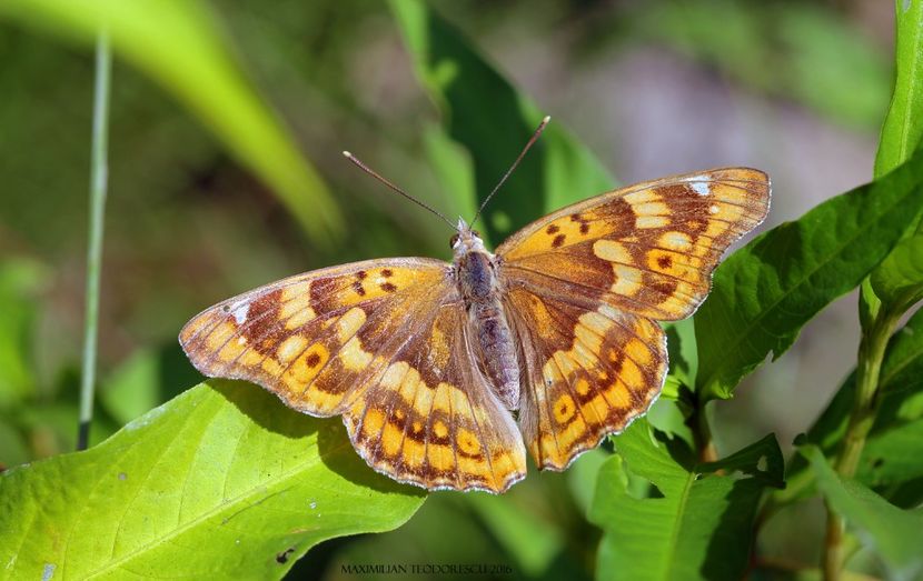 Apatura metis (Fluturele metis) - Fluturi din Romania