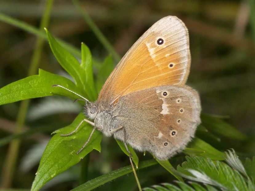 Coenonympha Tullia (Fluturele glycerion) - Fluturi din Romania