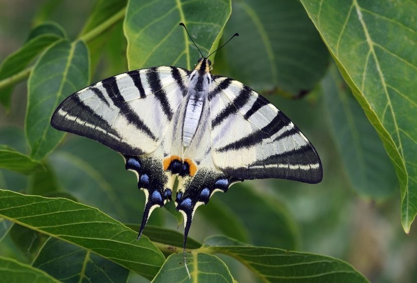 Iphiclides podalirius (Coada randunicii)