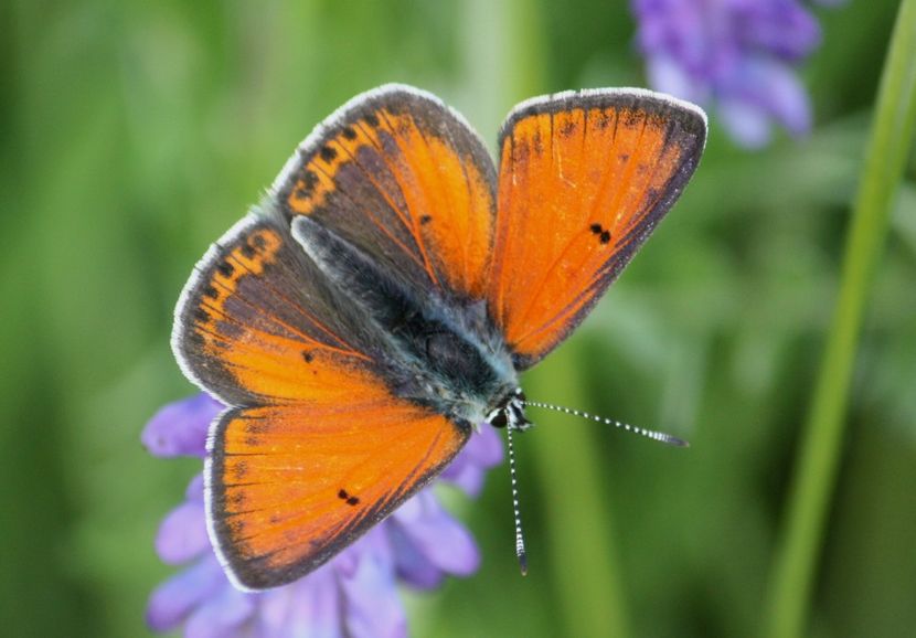 Lycaena hippothoe (Fluturele punctat)