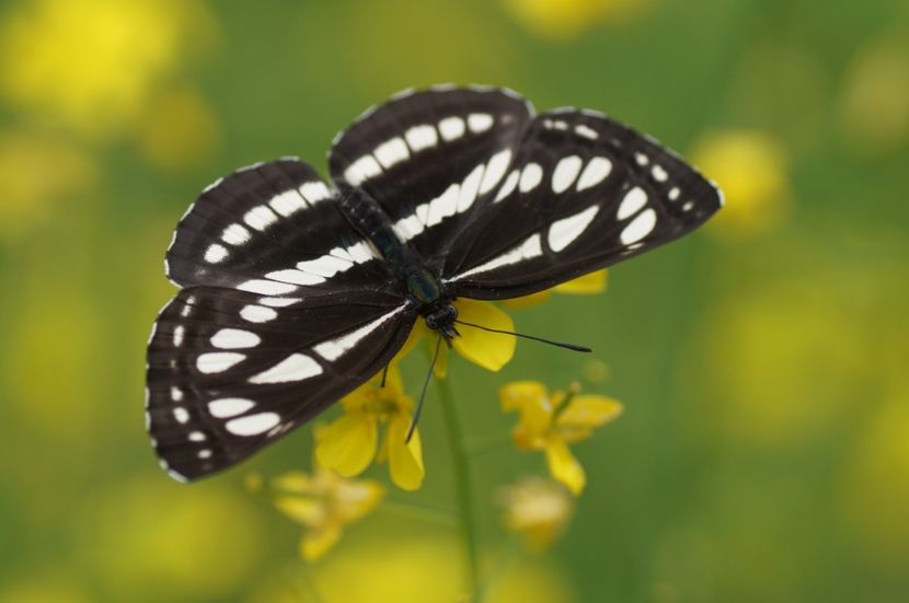 Neptis Sappho (Fluturele pestrit Sappho) - Fluturi din Romania